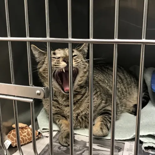 Brindle cat yawning in a crate
